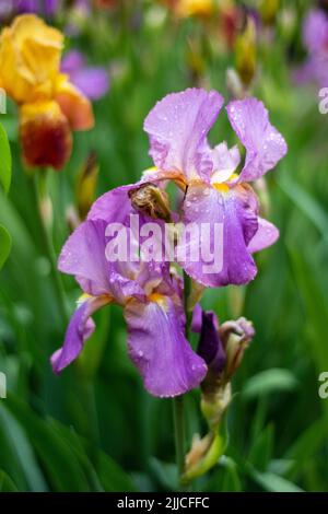 Des iris fleuris sur un lit de jardin lors d'une journée ensoleillée d'été. Banque D'Images