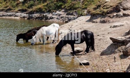 Des poneys de Dartmoor buvant à la piscine de Crazywell Banque D'Images