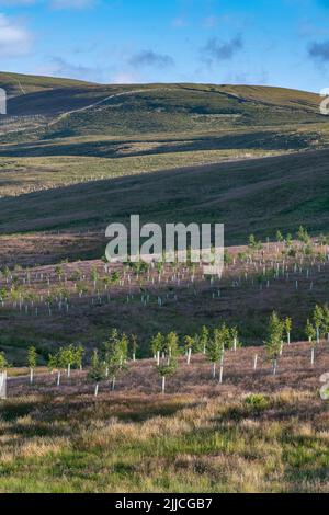 Arbres plantés sur des landes dans les Yorkshire Dales dans le cadre de projets environnementaux. Cumbria, Royaume-Uni. Banque D'Images