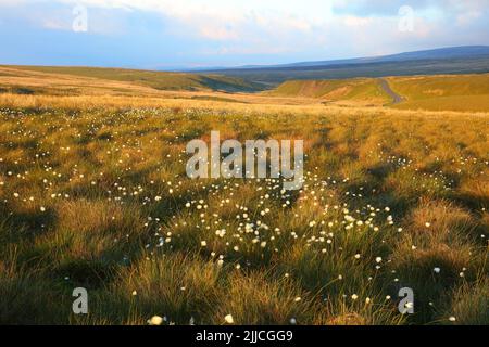 Vue sur les collines de Pennine vers Tann Hill lors d'une soirée venteuse avec Cotton Grass dans le champ de l'avant-sol, dans le North Yorkshire, en Angleterre, au Royaume-Uni. Banque D'Images