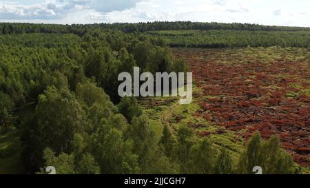 Vue de dessus du terrain et paysage de forêt de pins verts. Déforestation industrielle à grande échelle pour étendre les terres agricoles. La déforestation sur un industriel Banque D'Images