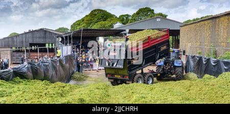 Un tracteur et une remorque qui renversent l'herbe récoltée dans une fosse d'ensilage d'une exploitation laitière, Dumfries, Écosse, Royaume-Uni. Banque D'Images