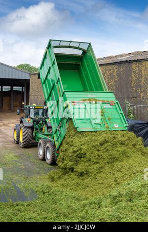 Un tracteur et une remorque qui renversent l'herbe récoltée dans une fosse d'ensilage d'une exploitation laitière, Dumfries, Écosse, Royaume-Uni. Banque D'Images