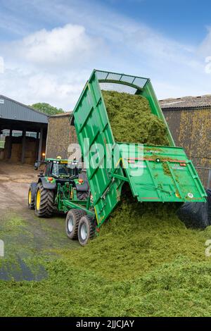 Un tracteur et une remorque qui renversent l'herbe récoltée dans une fosse d'ensilage d'une exploitation laitière, Dumfries, Écosse, Royaume-Uni. Banque D'Images