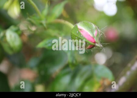 Rosebuds en gros plan. Photographie de fleurs roses. Image d'arrière-plan verte. Lumière du jour. Feuillage luxuriant. Rosier bushy. Une incroyable illustration naturelle. Frais. Banque D'Images