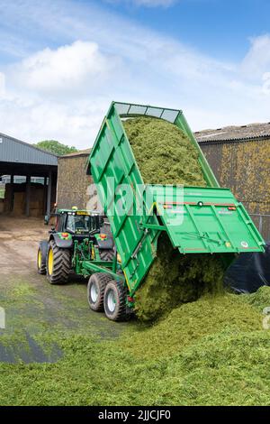 Un tracteur et une remorque qui renversent l'herbe récoltée dans une fosse d'ensilage d'une exploitation laitière, Dumfries, Écosse, Royaume-Uni. Banque D'Images