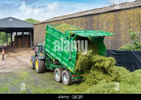 Un tracteur et une remorque qui renversent l'herbe récoltée dans une fosse d'ensilage d'une exploitation laitière, Dumfries, Écosse, Royaume-Uni. Banque D'Images