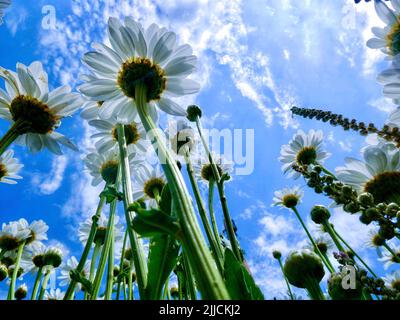 Photo à faible angle de fleurs de Marguerite blanche dans un champ contre un ciel bleu nuageux Banque D'Images