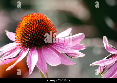 Single Echinacea Purpurea 'Pink Glow' (Purple Coneflow) cultivé à RHS Garden Harlow Carr, Harrogate, Yorkshire, Royaume-Uni. Banque D'Images