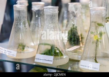 plantes à propagation clonale médicinales, épicées-aromatiques cultivées pour obtenir des métabolites secondaires précieux Banque D'Images