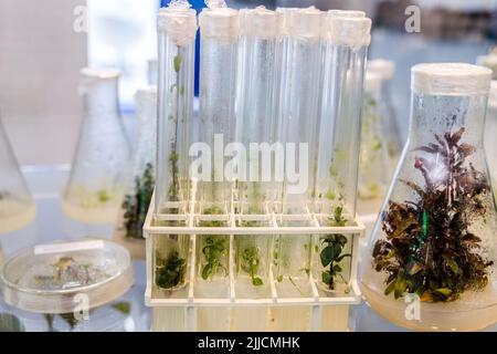 plantes à propagation clonale médicinales, épicées-aromatiques cultivées pour obtenir des métabolites secondaires précieux Banque D'Images