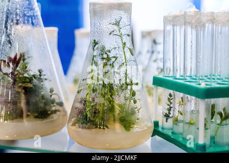 plantes à propagation clonale médicinales, épicées-aromatiques cultivées pour obtenir des métabolites secondaires précieux Banque D'Images