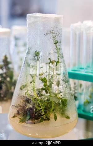 plantes à propagation clonale médicinales, épicées-aromatiques cultivées pour obtenir des métabolites secondaires précieux Banque D'Images