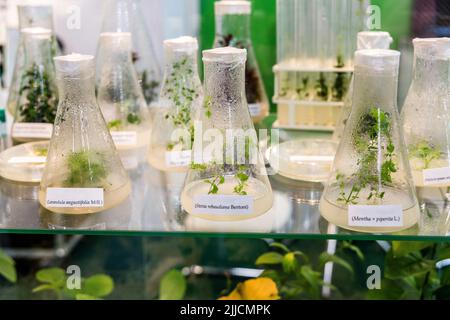 plantes à propagation clonale médicinales, épicées-aromatiques cultivées pour obtenir des métabolites secondaires précieux Banque D'Images