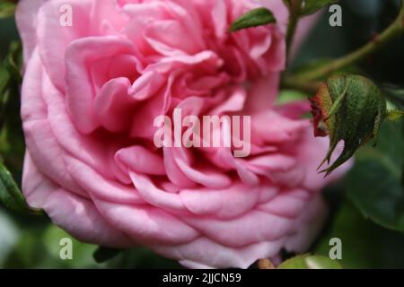 Macrophotographie de Rosebuds. L'été s'épanouit en gros plan. Roses roses roses dans le jardin. Pétales de fleurs roses. Arrière-plan vert. Feuillages luxuriants. Arbre broussaillé. Cadeau Banque D'Images