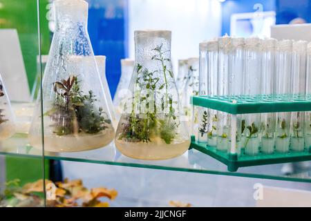 plantes à propagation clonale médicinales, épicées-aromatiques cultivées pour obtenir des métabolites secondaires précieux Banque D'Images