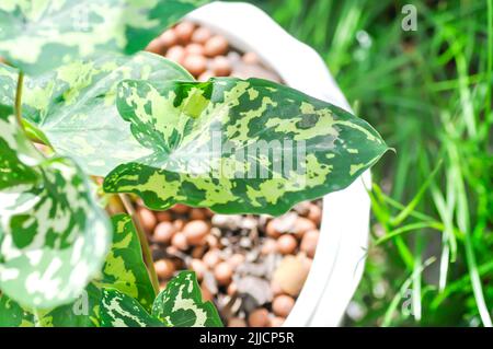 Caladium praetermissum, Colocasia esculenta, Colocasia Hilo Beauté ou plante de Caladium ou Caladium bicolor Banque D'Images