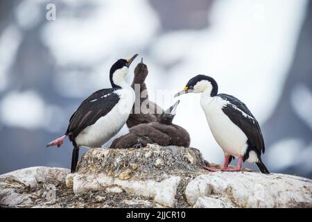 Shag Phalacrocorax bransfieldensis antarctique, des profils avec trois poussins, l'Île Petermann, en Antarctique en janvier. Banque D'Images