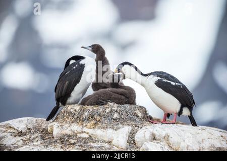 Shag Phalacrocorax bransfieldensis antarctique, des profils avec trois poussins, l'Île Petermann, en Antarctique en janvier. Banque D'Images