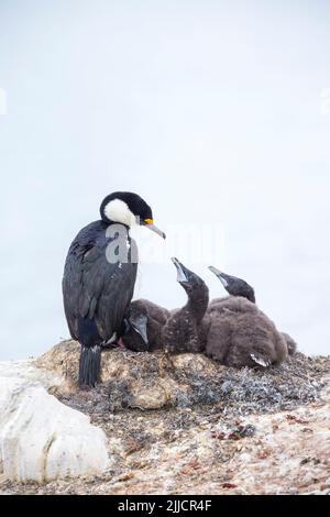 Shag Phalacrocorax bransfieldensis antarctique, des profils avec trois poussins, l'Île Petermann, en Antarctique en janvier. Banque D'Images