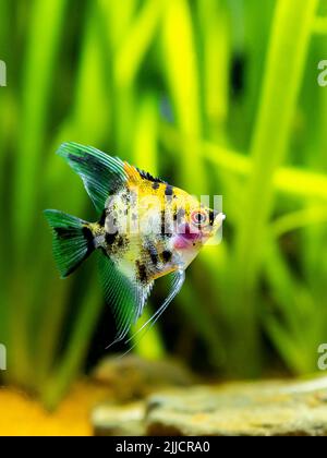 Ange poisson Koi Panda jaune tête dans le réservoir poisson avec fond flou (Pterophyllum scalare) Banque D'Images