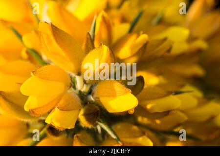 Gorge commune Ulex europaeus, gros plan des fleurs d'ouverture, Walton Common, Somerset, Royaume-Uni, mai Banque D'Images