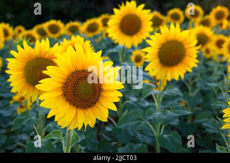 Un tournesol jaune vif pousse dans un champ sur fond vert Banque D'Images