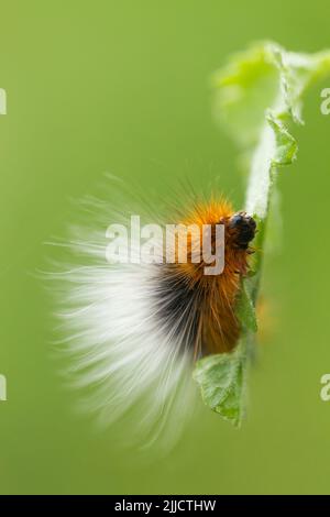 Jardin tigre Arctia caja, larve, alimentation sur les feuilles, Martin Down, Hampshire, Royaume-Uni en mai. Banque D'Images