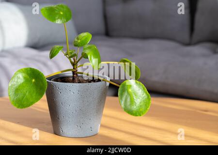 Pilea peperomioides (usine de monnaie chinoise) dans une maison intérieure moderne Banque D'Images