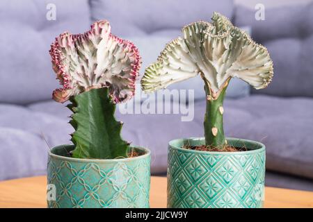 Plantes de cactus de corail (Euphorbia lactea Cristata, queue de sirène) Banque D'Images