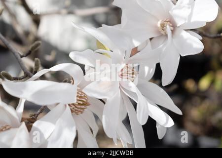 Magnolia stellata (étoile magnolia) fleurs blanches de gros plan Banque D'Images