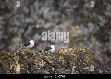 Kelp goll Larus dominicanus, paire d'adultes, reposant sur des roches, Livingstone Island, South Shetland Islands en janvier. Banque D'Images