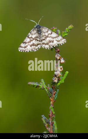 Héath laté Chiasmia clathrata, imago, roosting sur la bruyère, Arne, Dorset, Royaume-Uni en juin. Banque D'Images