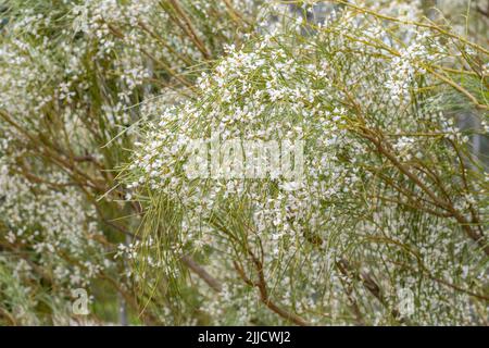 Brousse de mariée (Retama, Genista monosperma) avec fleurs de whte Banque D'Images