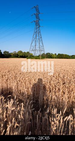 J'aime les pylônes d'électricité; je trouve leurs formes abstraites et gantantes sans fin fascinantes. Ici, nous voyons une ligne d'entre eux dans un champ de blé presque mûr par t. Banque D'Images