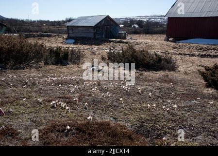 Fleur de printemps fleurit sur Dovrefjell qui est une chaîne de montagnes et de hautes terres dans le centre de la Norvège. Banque D'Images