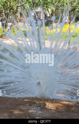 Paon blanc avec ses plumes de queue largement ouvertes Banque D'Images