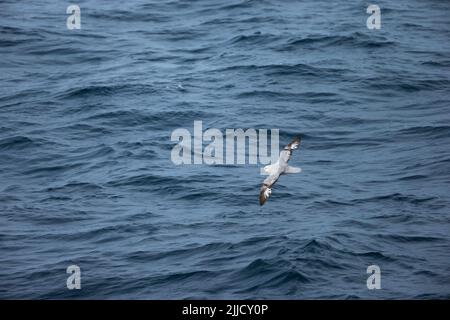 Fulmar Fulmarus glacialoides, en vol au-dessus de l'océan, près de l'île Deception, Antarctique en janvier. Banque D'Images