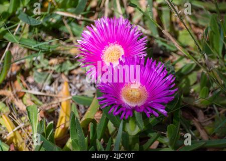 Carpobrotus chilensis (figues de mer) fleur succulente Banque D'Images