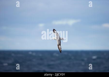 Fulmar Fulmarus glacialoides, en vol au-dessus de l'océan, près de l'île Deception, Antarctique en janvier. Banque D'Images