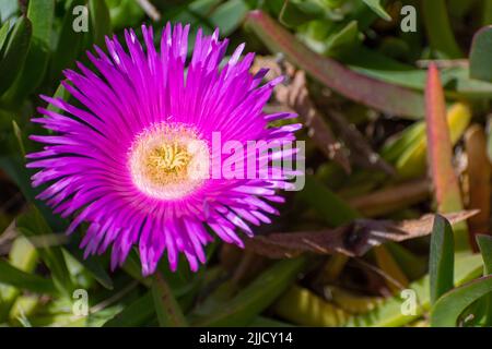 Carpobrotus chilensis (figues de mer) fleur succulente Banque D'Images