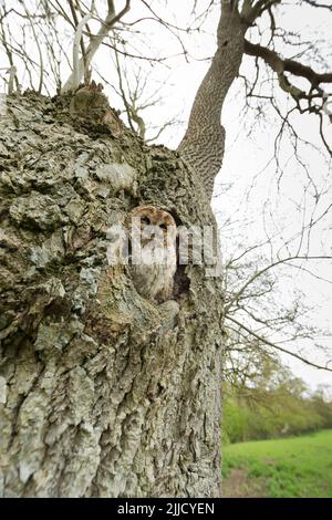 Hibou de Tawny Strix aluco (captif), adulte perché dans un trou d'arbre, Castle Caereinion, pays de Galles, Royaume-Uni, mai Banque D'Images