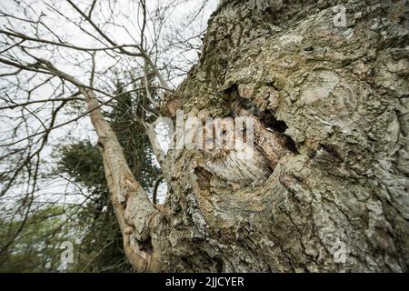 Hibou de Tawny Strix aluco (captif), adulte perché dans un trou d'arbre, Castle Caereinion, pays de Galles, Royaume-Uni, mai Banque D'Images