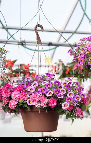 Panier suspendu avec Calibrachoa et Verbena en serre Banque D'Images