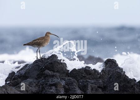 Courlis corlieu Numenius phaeopus, adulte, sur les roches volcaniques avec vagues, Ponta Delgada, Açores en avril. Banque D'Images