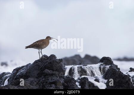 Courlis corlieu Numenius phaeopus, adulte, sur les roches volcaniques avec vagues, Ponta Delgada, Açores en avril. Banque D'Images