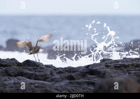 Courlis corlieu Numenius phaeopus, adulte, sur les roches volcaniques avec vagues, Ponta Delgada, Açores en avril. Banque D'Images