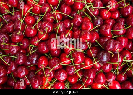 Fond de cerisier. Vue de dessus des cerises mûres. Photo d'arrière-plan de fruit plein format. Banque D'Images