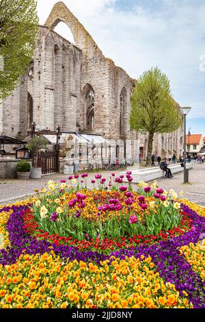 Des fleurs s'affichent devant les ruines de l'église St Katarina sur la Grande place (Stora Torget) dans la ville médiévale de Visby, sur l'île de Gotland Banque D'Images