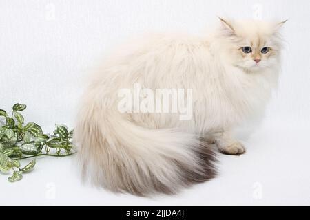 Chaton en poils longs britannique de couleur argent sur fond noir. Joli chaton moelleux aux yeux bleus. Animaux domestiques dans une maison confortable. Bannière Web de la vue de dessus en bas. Drôle Banque D'Images